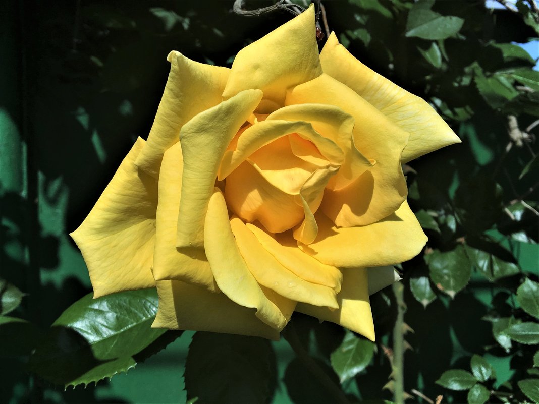 Желтая роза - Алла ZALLA
