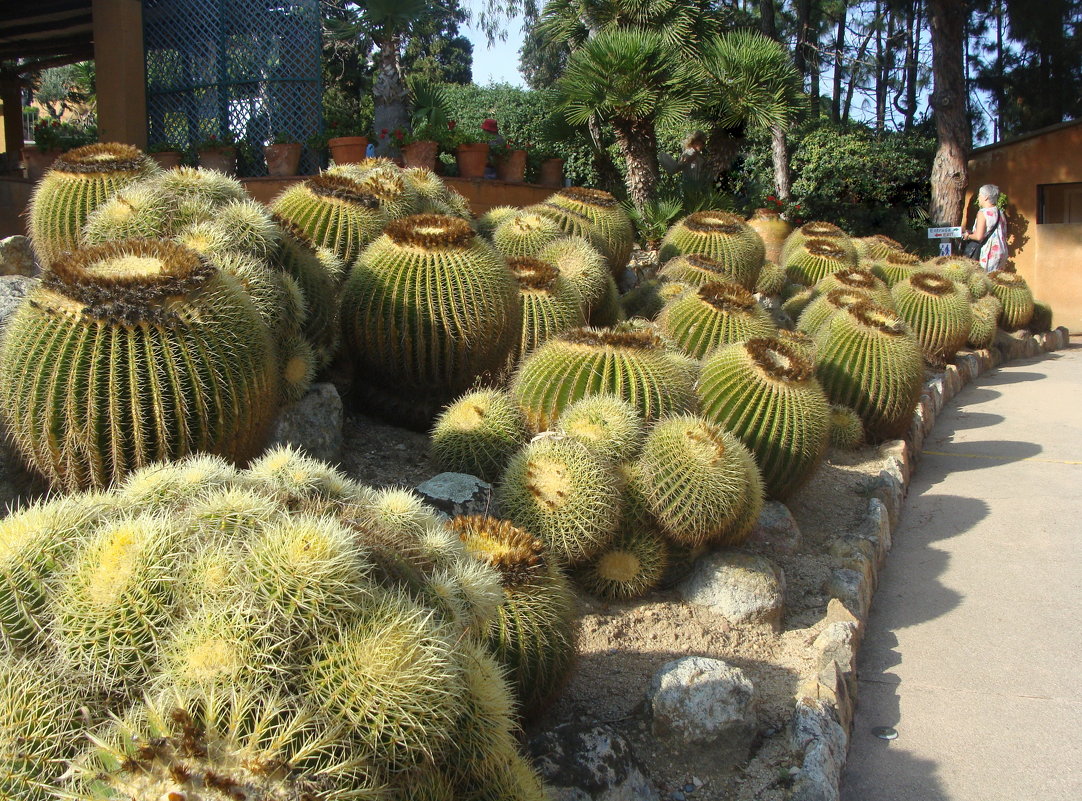 Сад кактусов Pinya de Rosa , Испания.  Семейство ёжиков (Echinocactus grusonii) - Lüdmila Bosova (infra-sound)