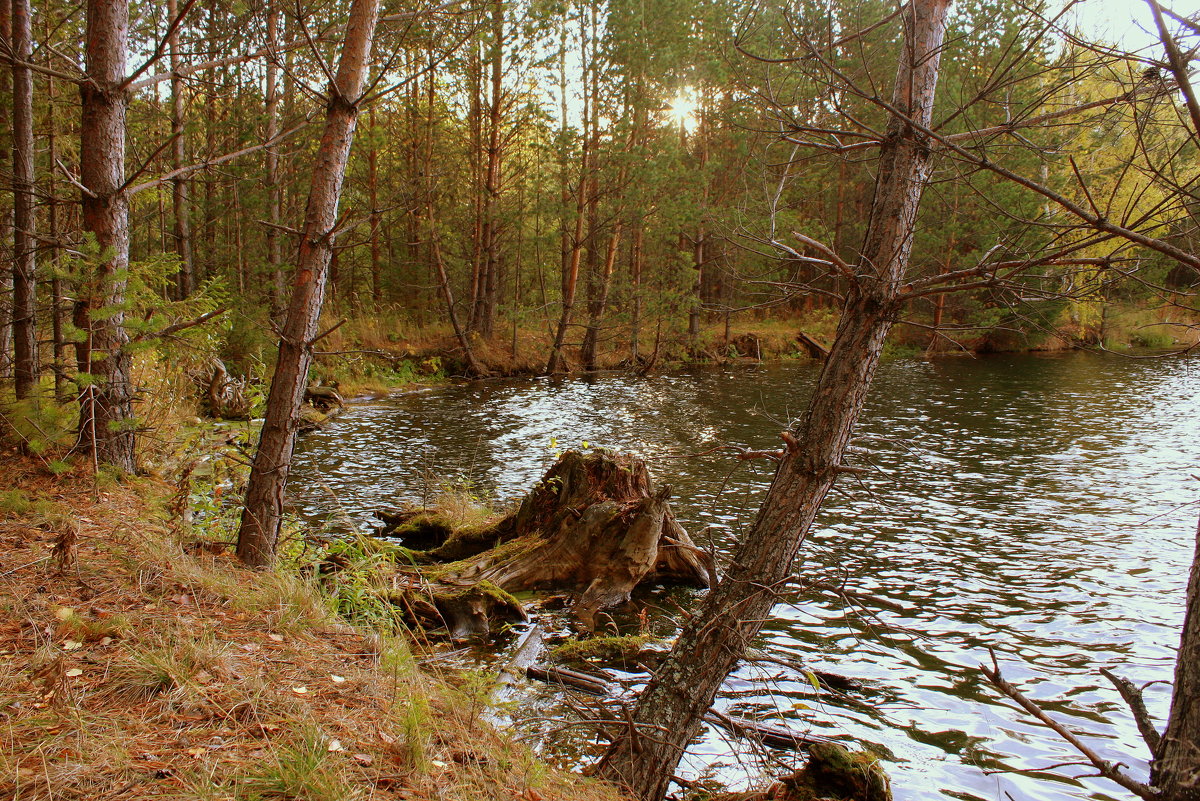 Осень в сосновом  лесу - Нэля Лысенко
