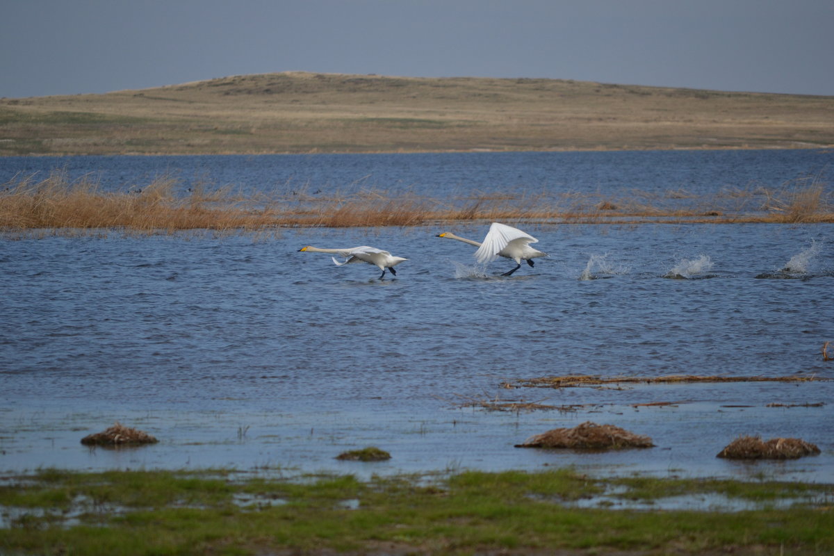 Разбег,лебедей на Карасёвом озере. - Андрей Хлопонин
