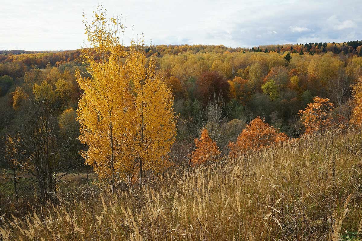 Осень в долине Исьмы - Сергей Курников