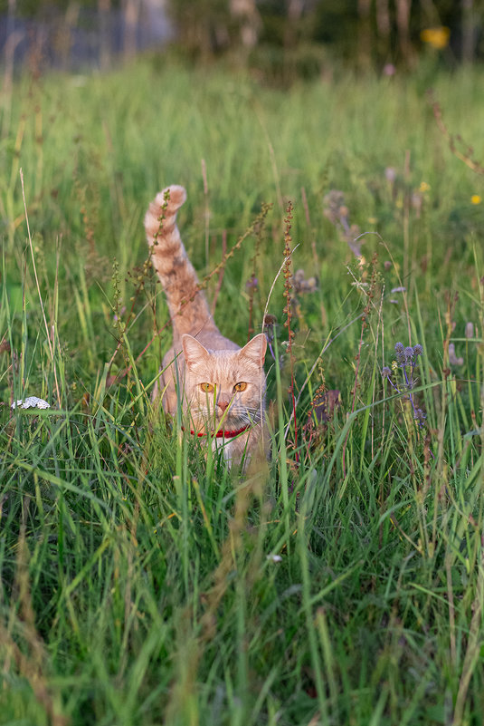 Кот, который гуляет сам по себе) - Светлана Карнаух