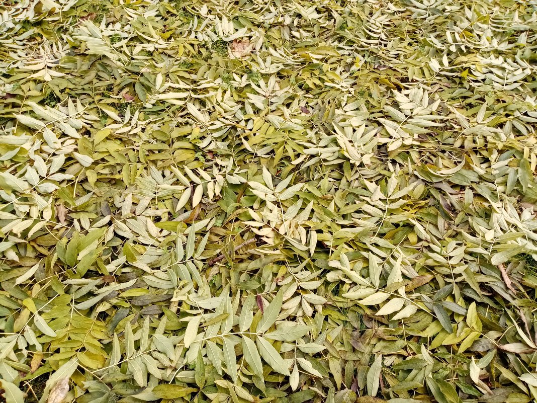 Опавшие листья - BoxerMak Mak