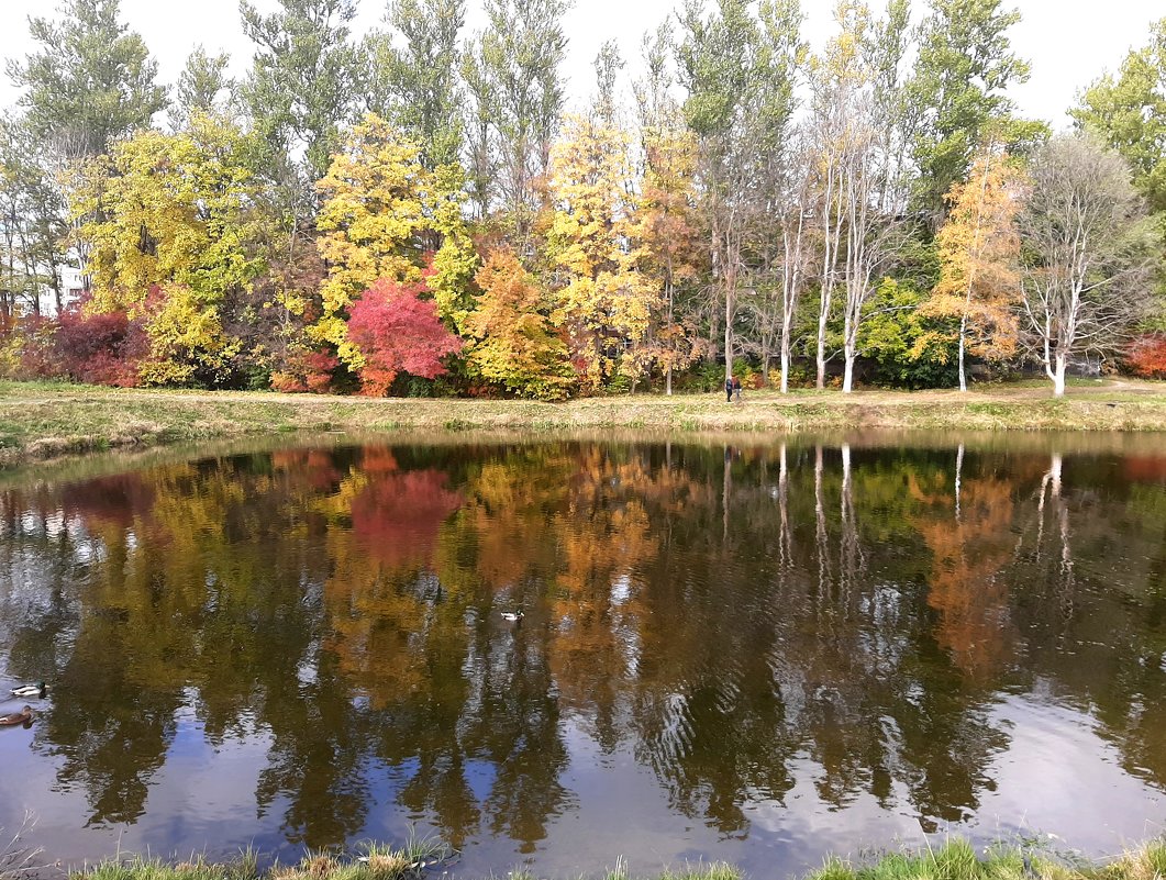 Осенние деревья отражаются в реке - Елена Павлова (Смолова)