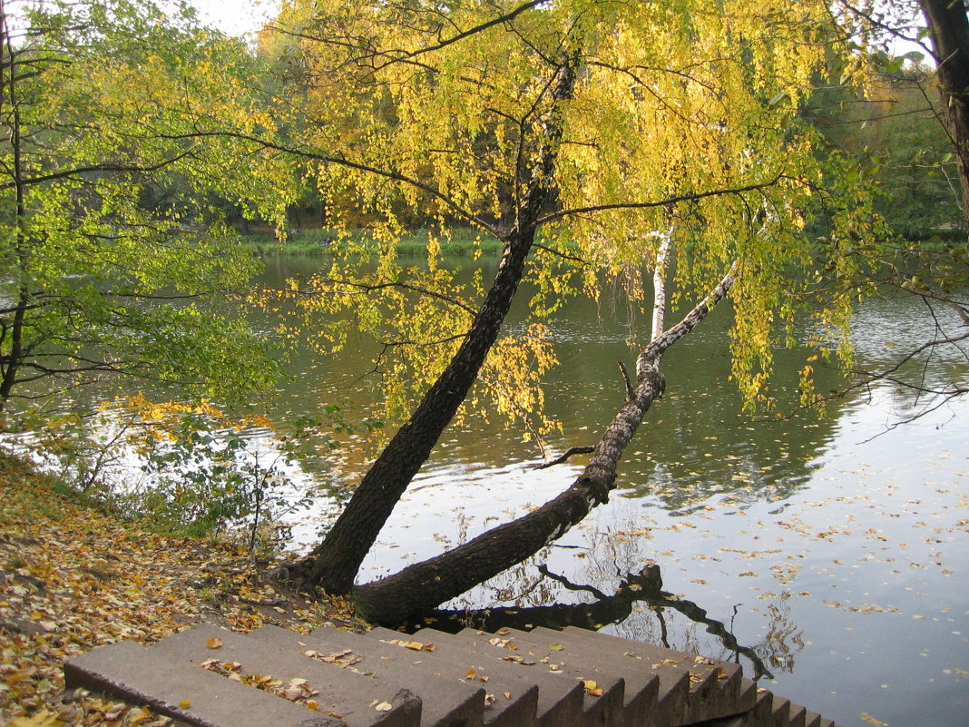 Осенний парк - Хвостища 