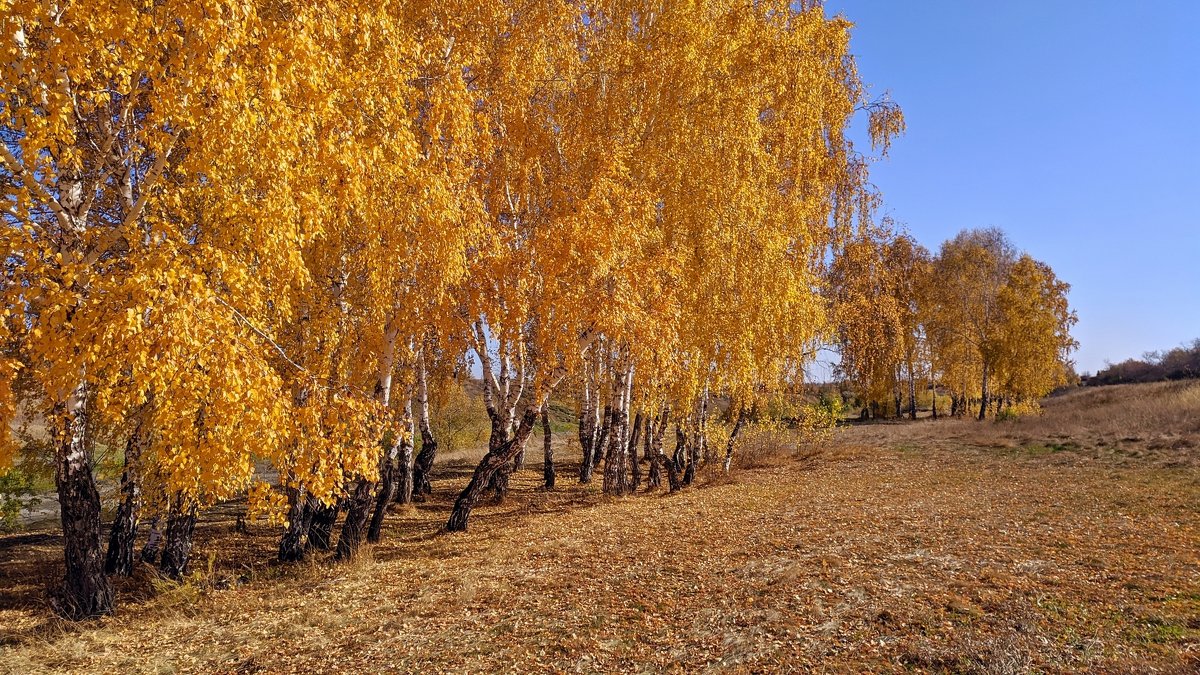 Природа Омской области осень