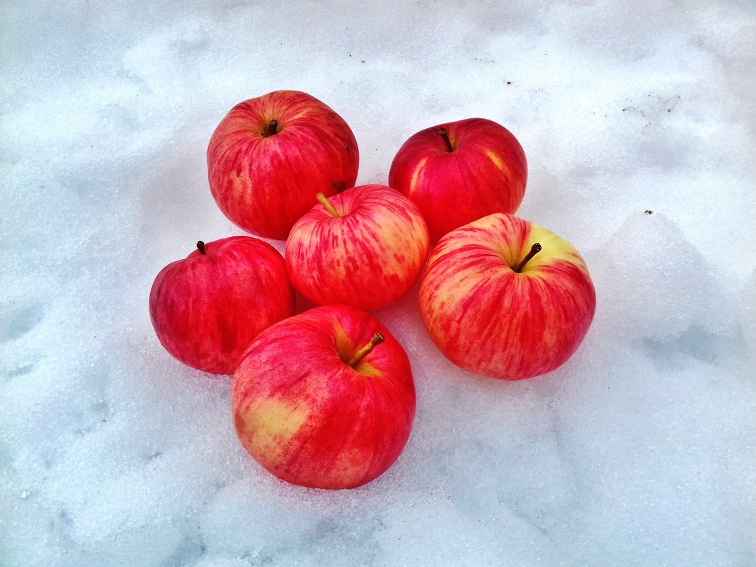 яблоки на снегу - Владимир 