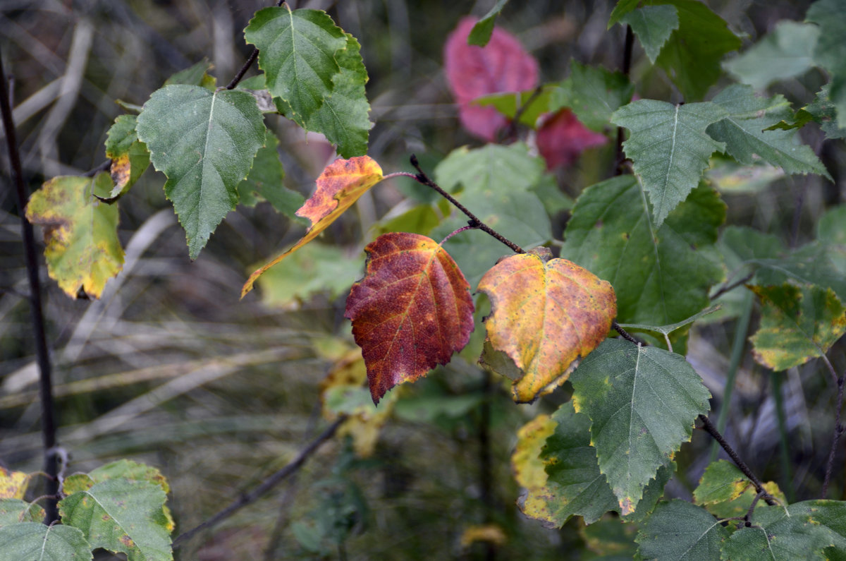 Осенняя листва - Нина Синица