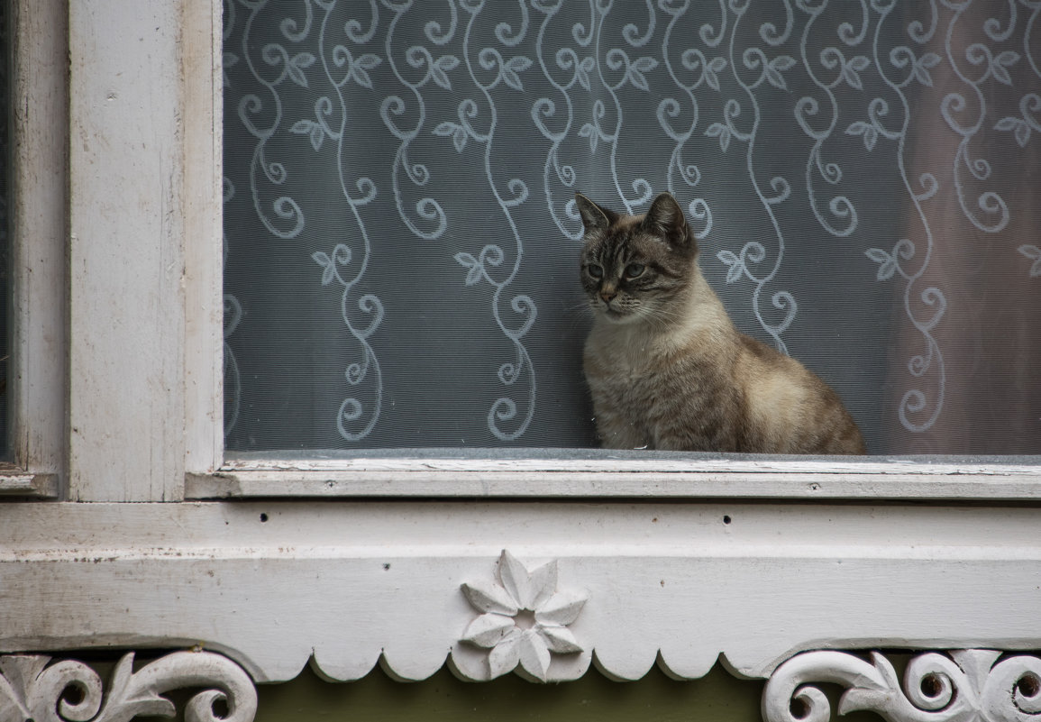 Кошка в окошке. - Владимир Безбородов