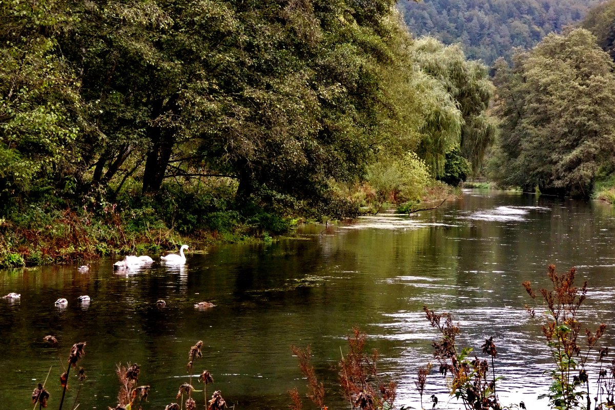Лебеди белые, лебеди милые… встречают  осень,на  реке  Пегнитц - backareva.irina Бакарева