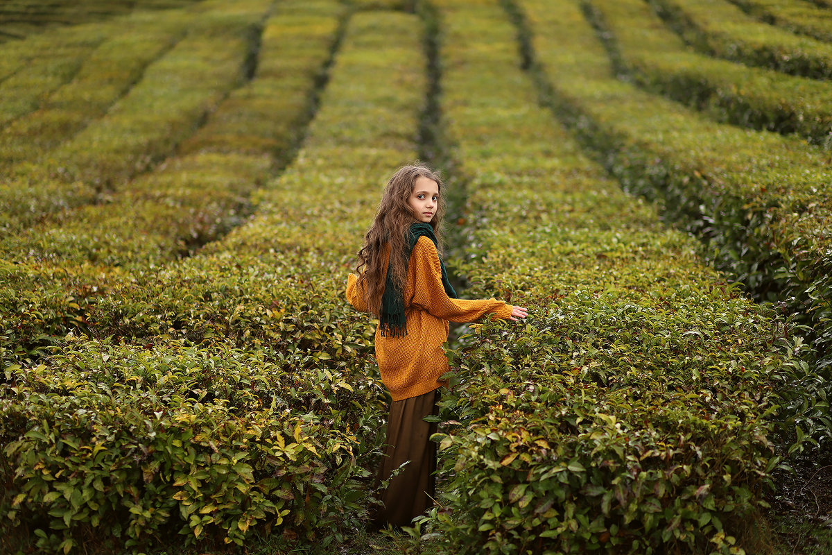 Чайная плантация - Ирина Сидорова