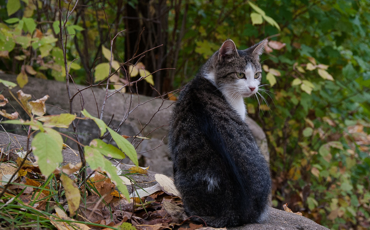 котофей - Олег 