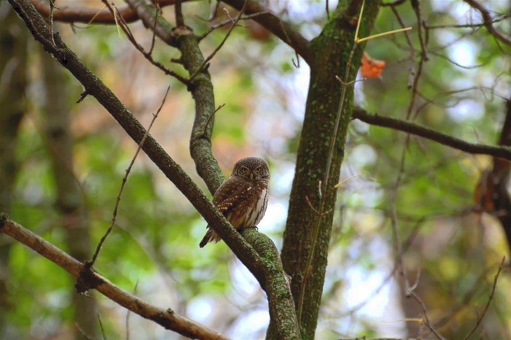 Воробьиный сыч(Glaucidium passerinum) - Иван 