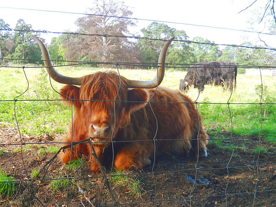Шотландская высокогорная корова (Hairy Coo) - Галина 