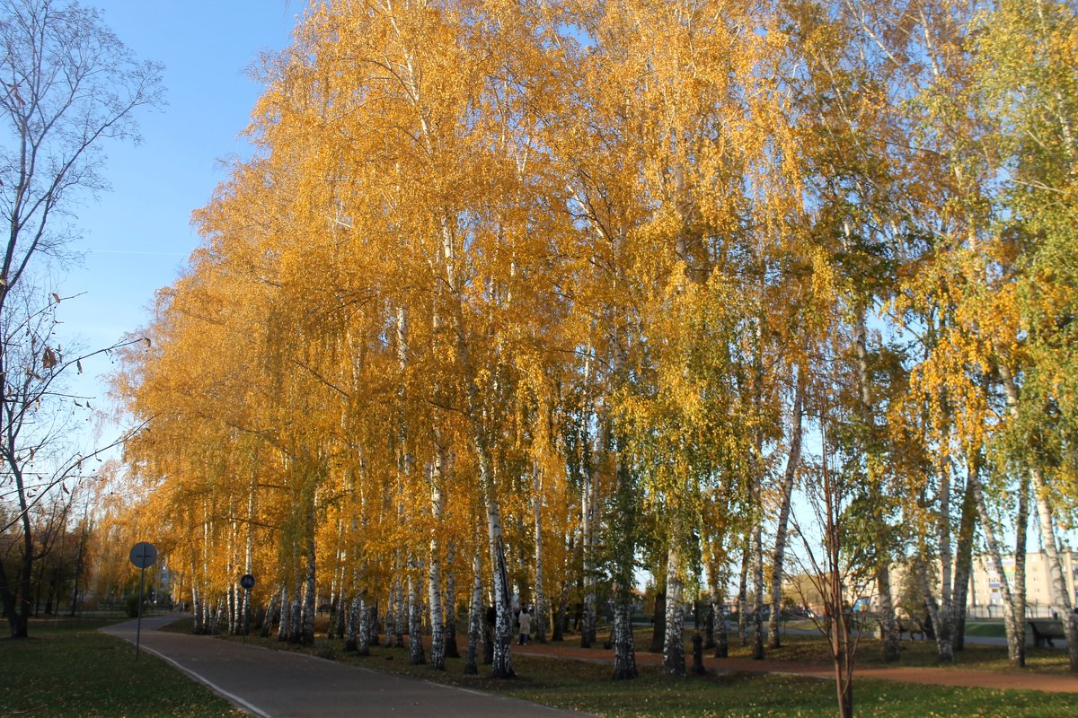 Березки - Горкун Ольга Николаевна 