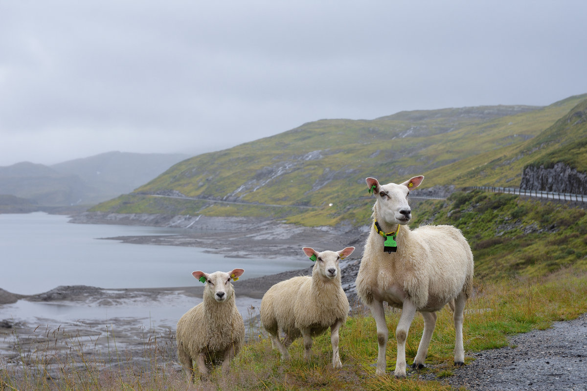 Sheeps of Norway - Денис 