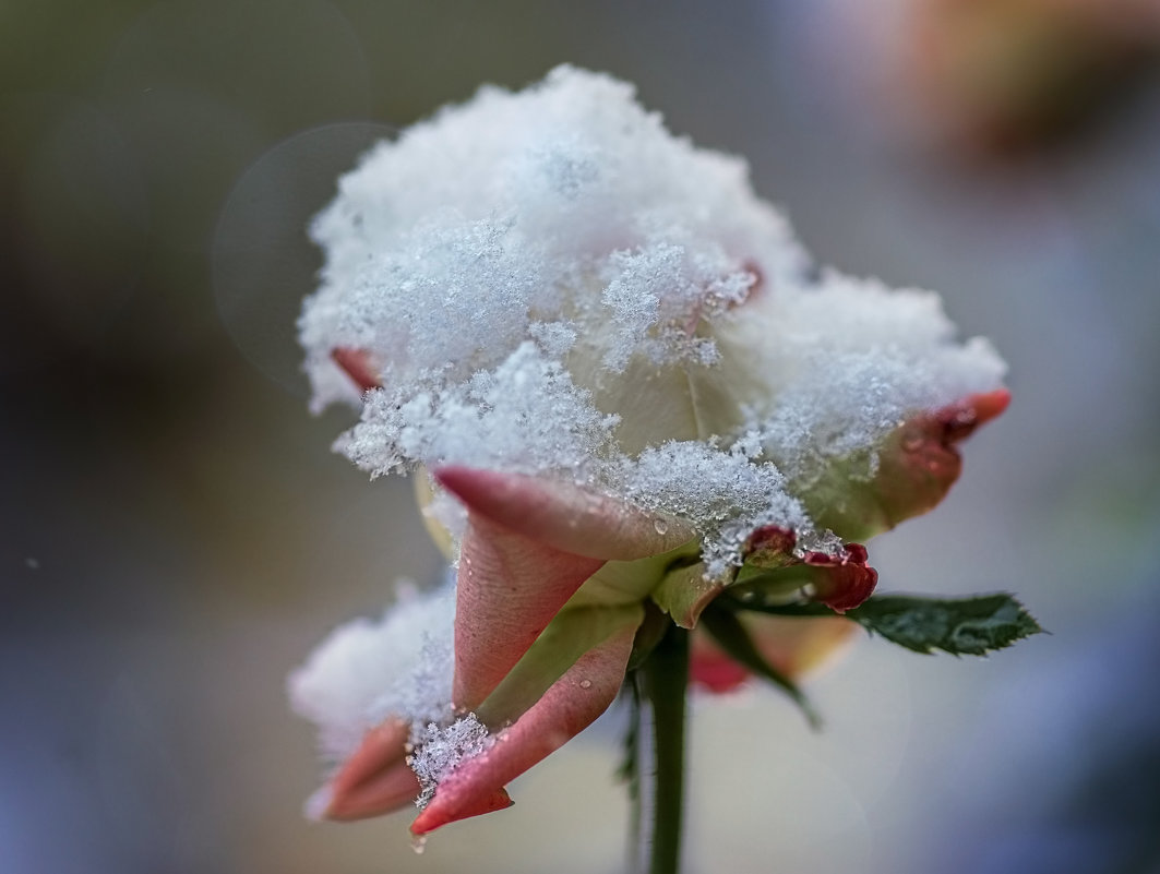 Вянет роза от мороза - Нина Богданова