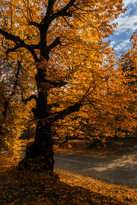 Осеннее дерево... - serg_ grit