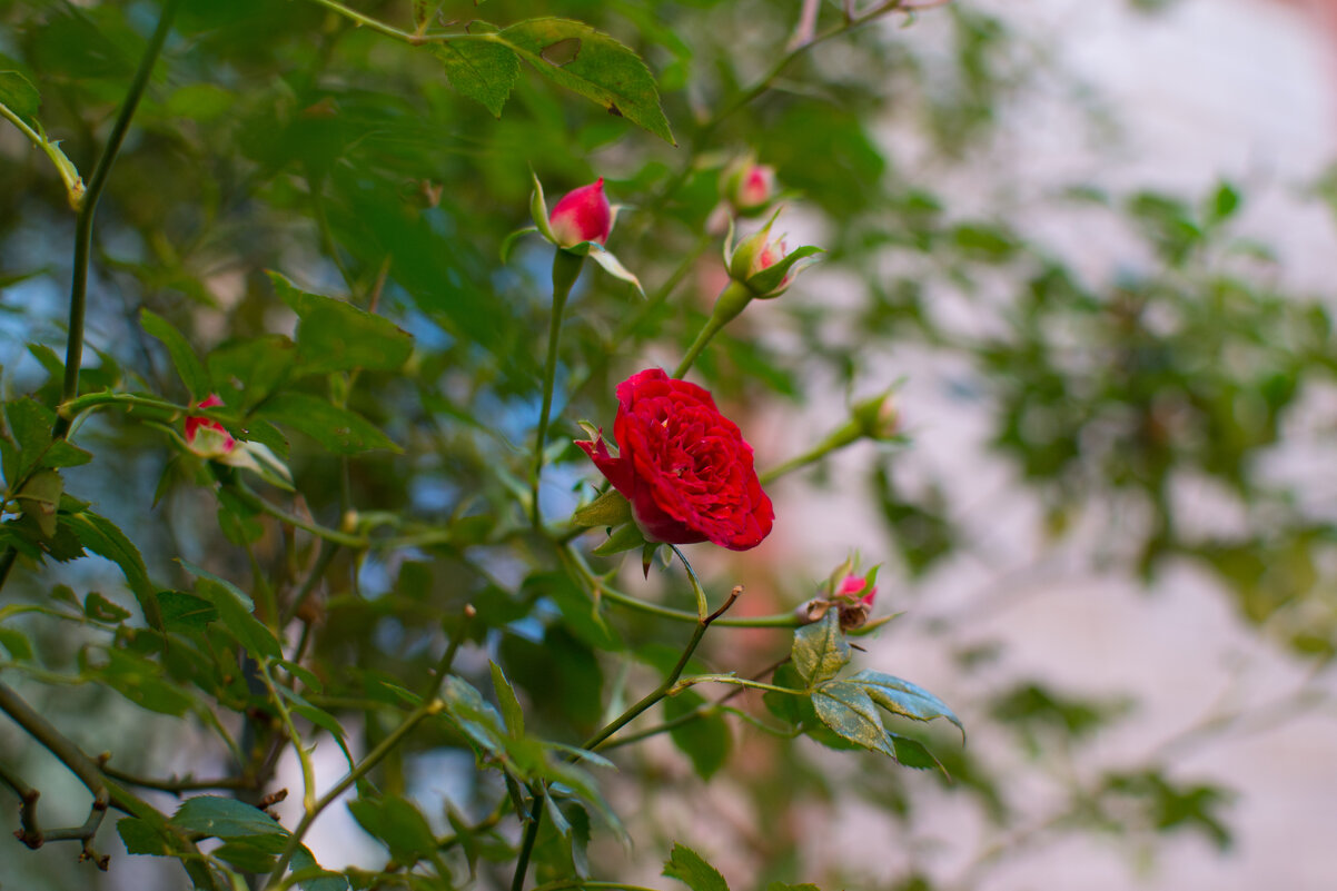 Маленькие розы тоже еще цветут - Алексей Кузьмичев