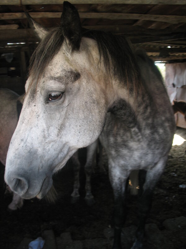 Грустный конь - Владимир 