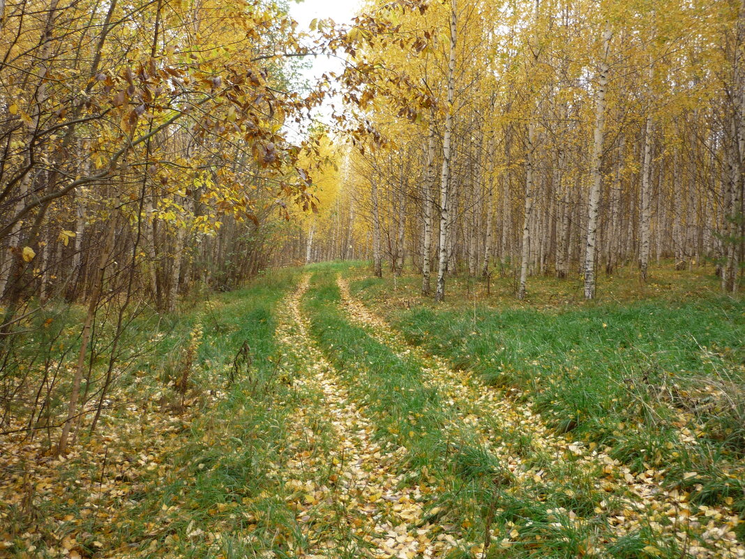 Дорога через лес - Ольга 