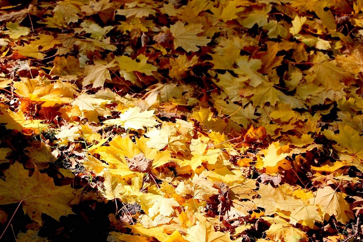 Осенние ковры - Надежд@ Шавенкова