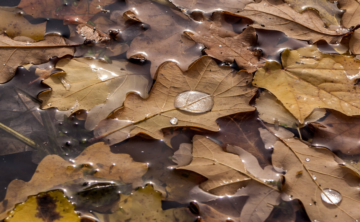Осенние листья на воде - Виктор 