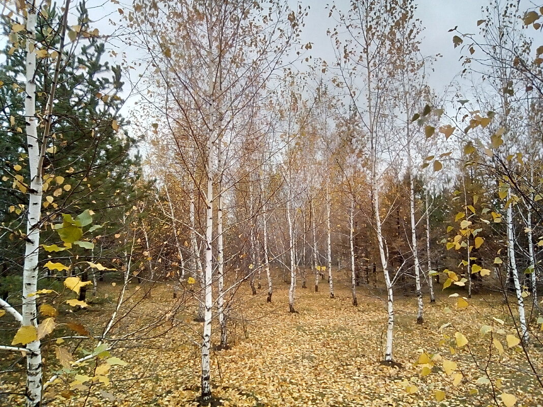 Последние жёлтые листочки...После Покрова,ждём снега... - Андрей Хлопонин