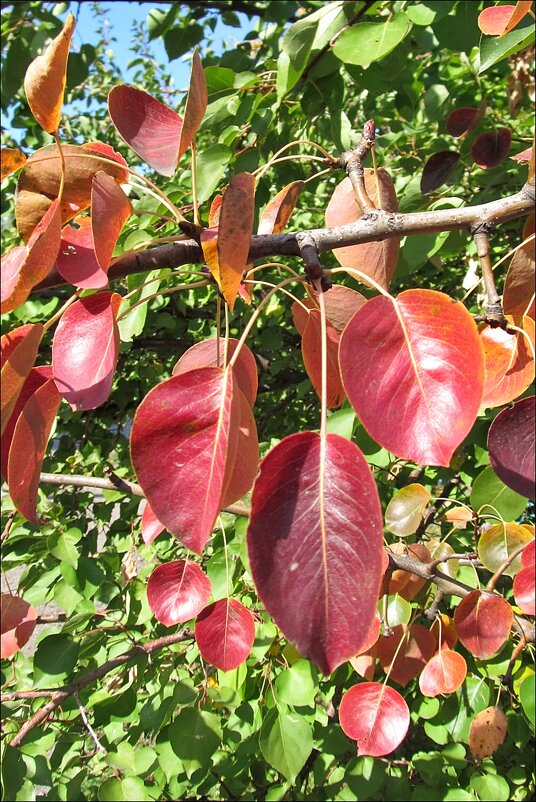 Листья груши и абрикоса в октябре - Нина Корешкова