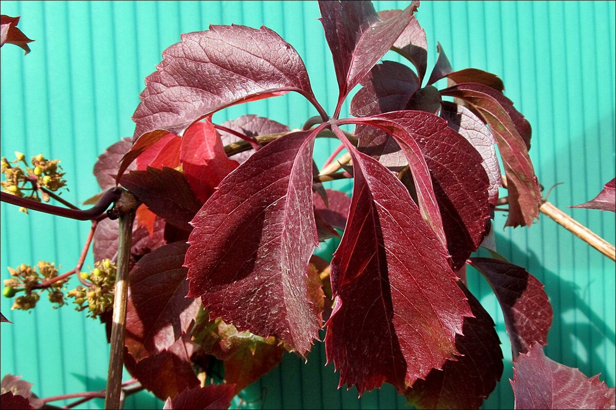 Листья дикого винограда в октябре - Нина Корешкова