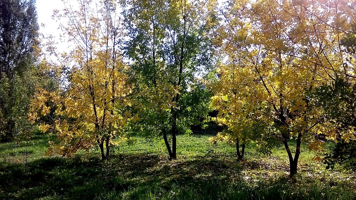 осень в парке - МИХАИЛ КАТАРЖИН