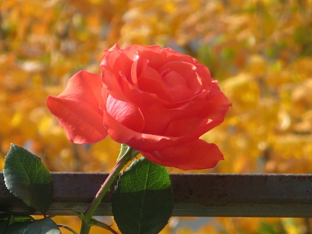 Роза в октябре - Татьяна Львова 