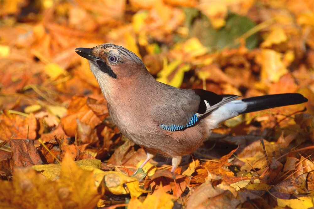 Сойка (Garrulus glandarius) - Иван 