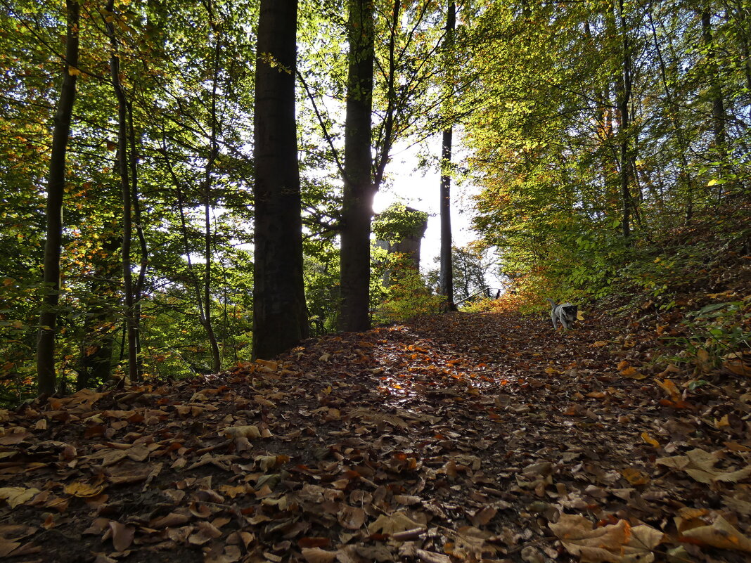 осень и дорога в лесу - Heinz Thorns