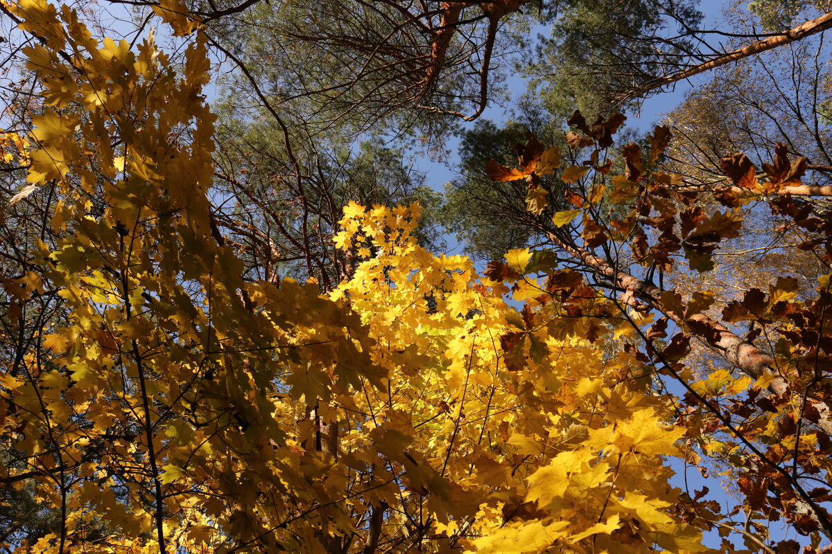 Осенний лес - Борис 