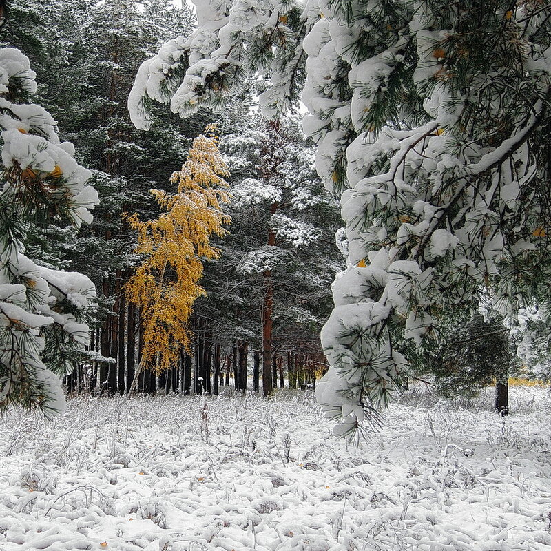Наша погода и природа пять лет назад, в середине октября - Николай Белавин