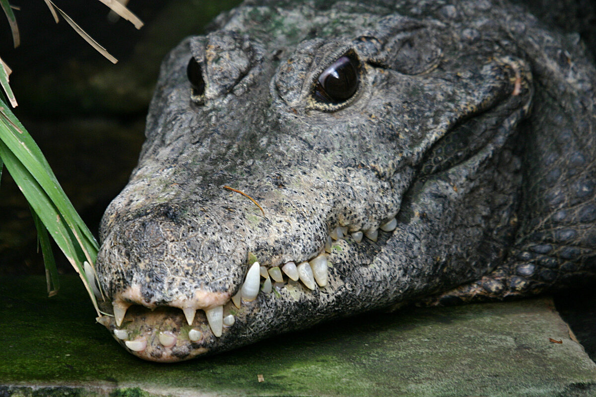 Крокодил - Jakob Gardok