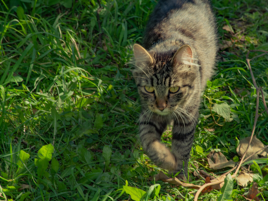 Кошка на прогулке в саду - Cissa Andebo