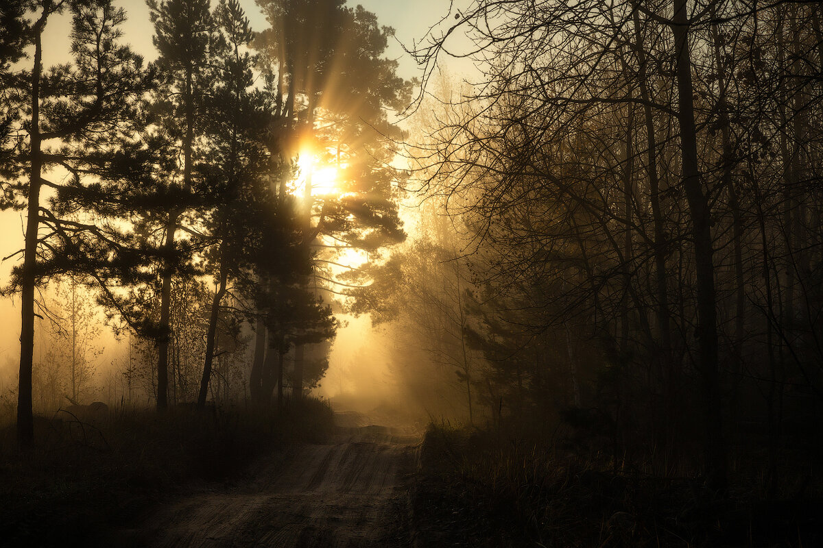 утро в лесу... - Сергей Метальников