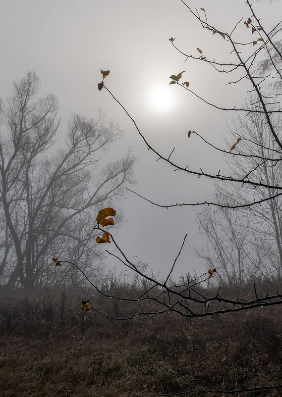 Капли дождя на желтом листе и далекое солнце в тумане - Сергей 