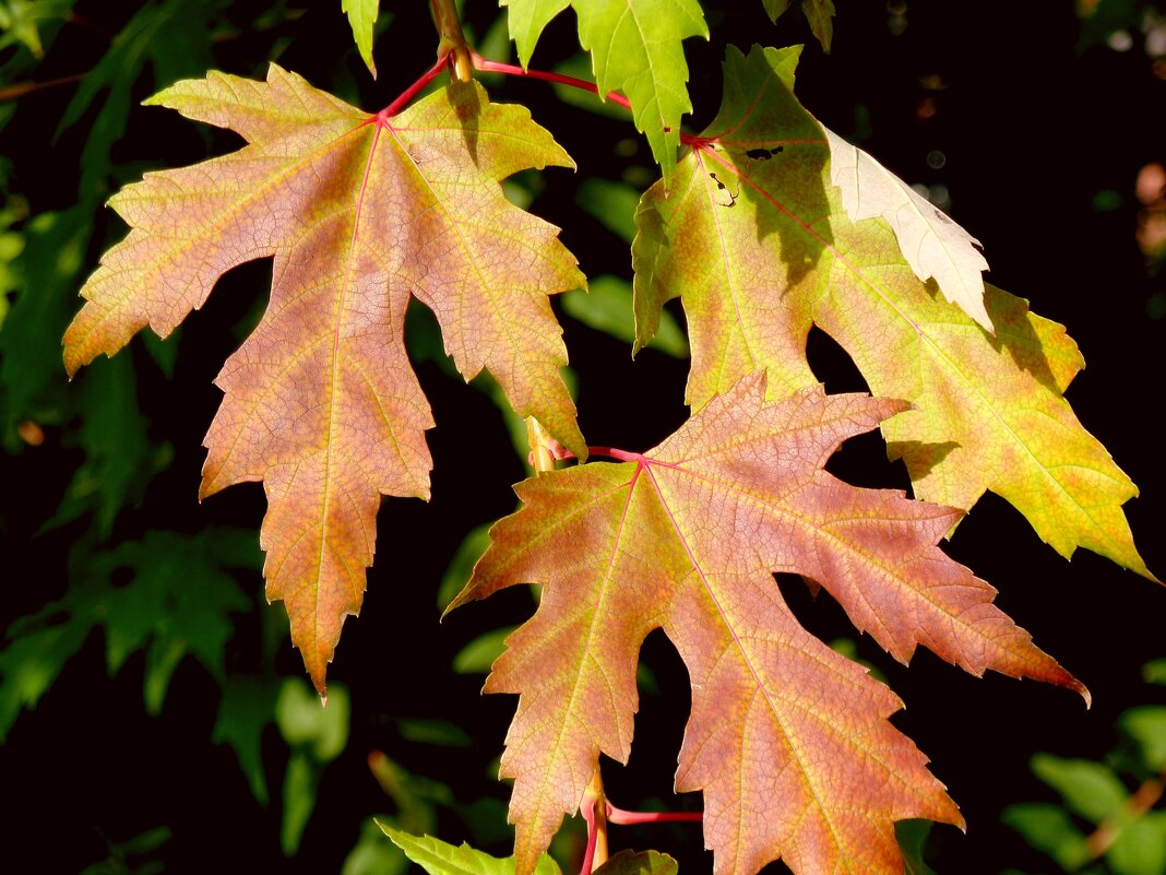 Резные листья клена в октябре - Лидия Бараблина