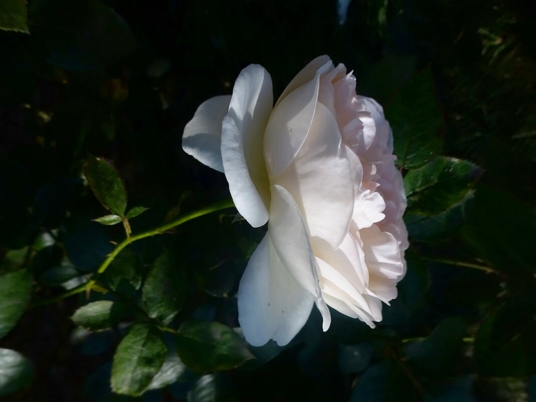 Белая роза - Наталья Цыганова 