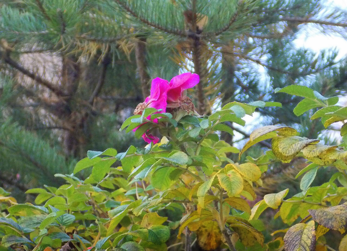 Последний цветок во дворе - Фотогруппа Весна