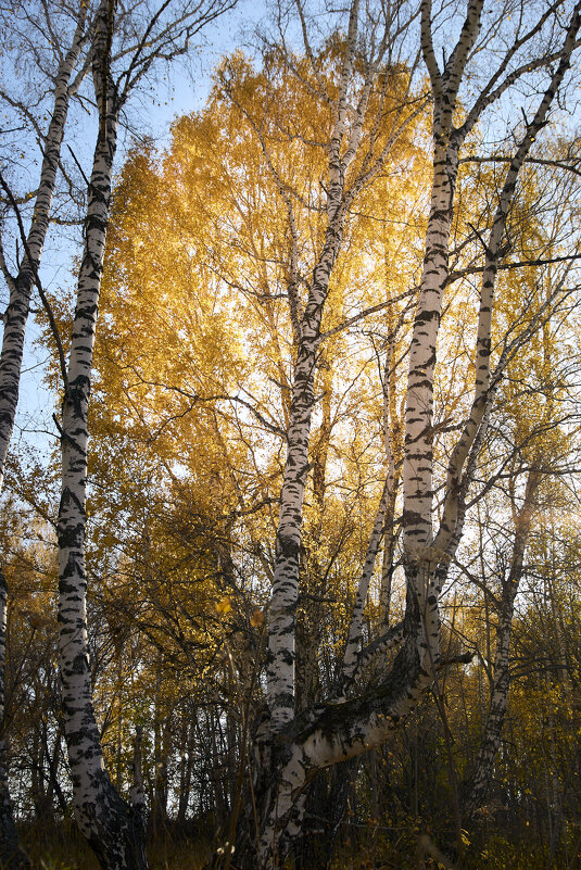 Осень - Мария Григорьева