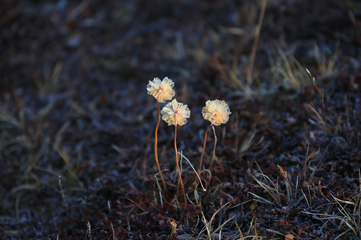Исландия последний осенние цветы - Andrey Vaganov
