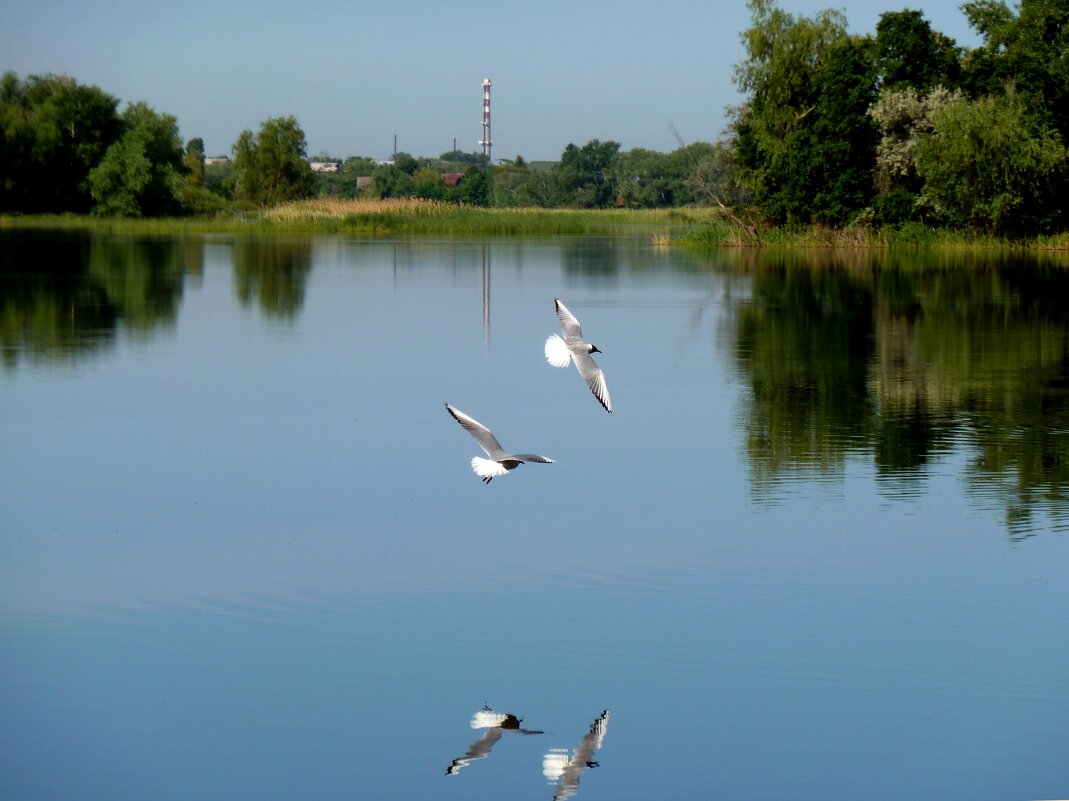 Утро с чайками на реке - Лидия Бараблина