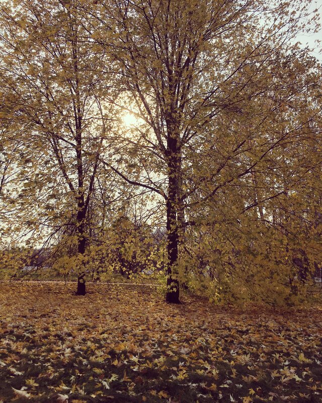 Осень, лес остыл и листья сбросил ... - Лариса Корженевская