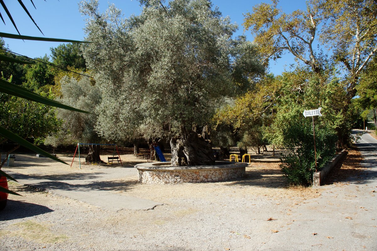 700-летняя олива - Наталья Т