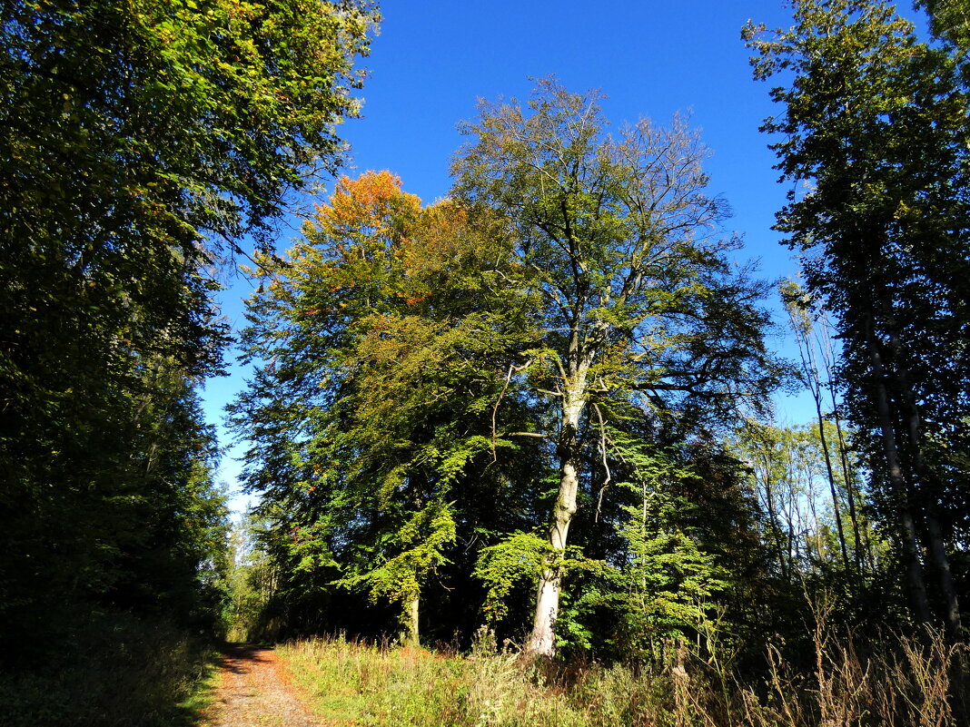 старые деревья и осень - Heinz Thorns