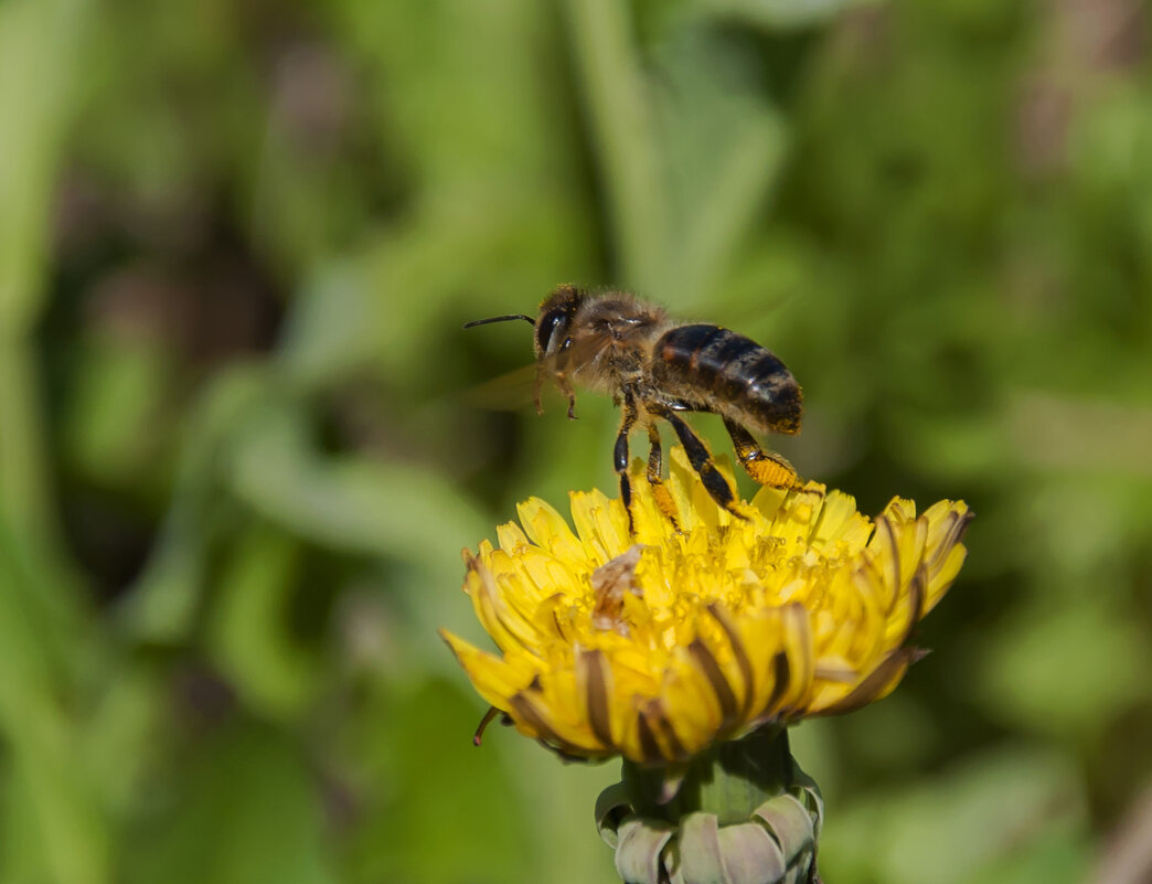 Над цветком пчела жжужит... - Наталья Димова